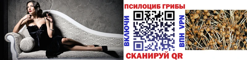 где купить   Кола  Галлюциногенные грибы Psilocybe 